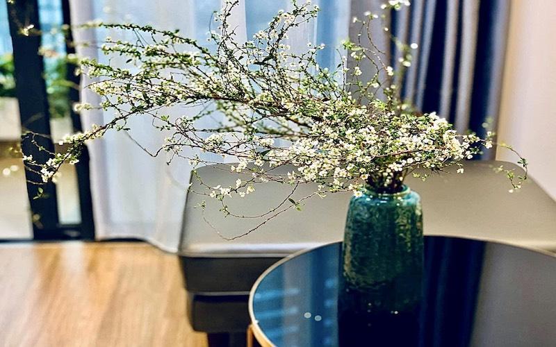 Đặc điểm phân loại hoa tuyết mai