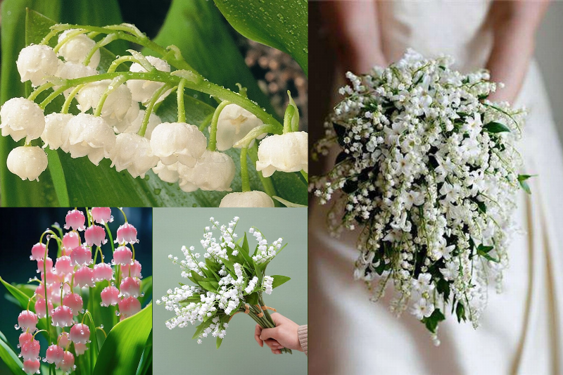 Hoa linh lan tượng trưng cho hy vọng