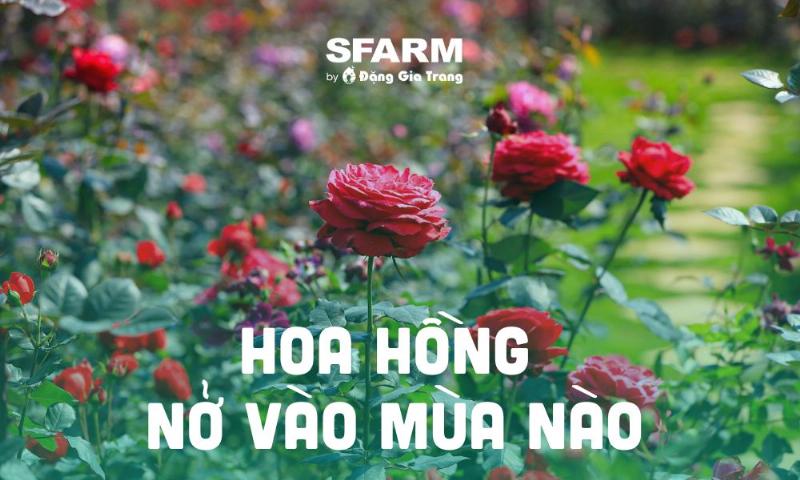 Giải đáp các câu hỏi thường gặp khi học cách trồng hoa tại nhà cho người mới bắt đầu