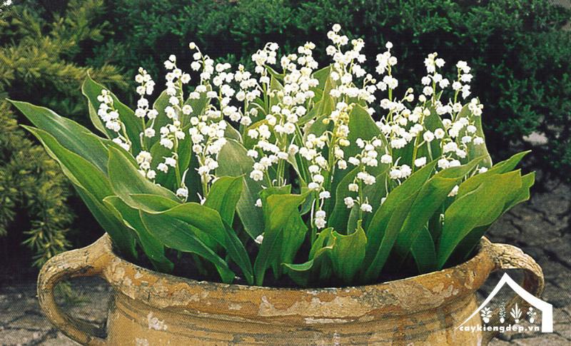 Cách trồng Lily of the valley