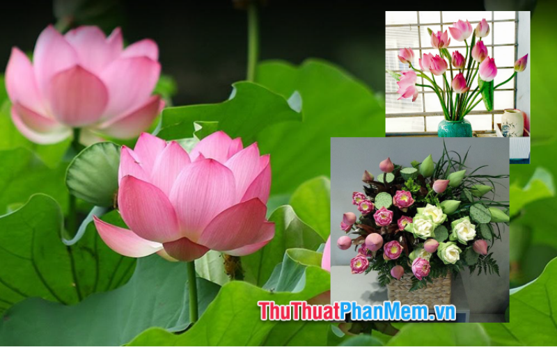 Cắm hoa sen đẹp phong cách hiện đại