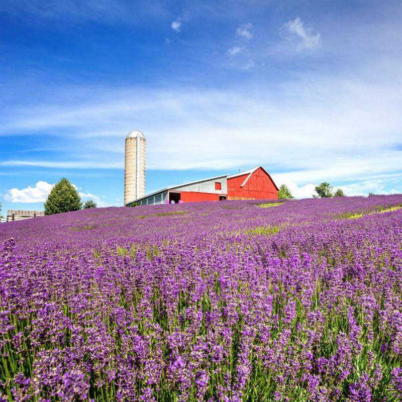 Canh dong hoa oai huong (lavender) mau tim trai dai dep nhu mo
