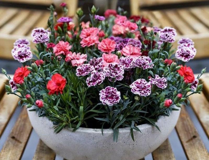 Cận cảnh cánh hoa phăng tím với viền răng cưa và màu sắc chuyển độ, làm nổi bật vẻ đẹp chi tiết