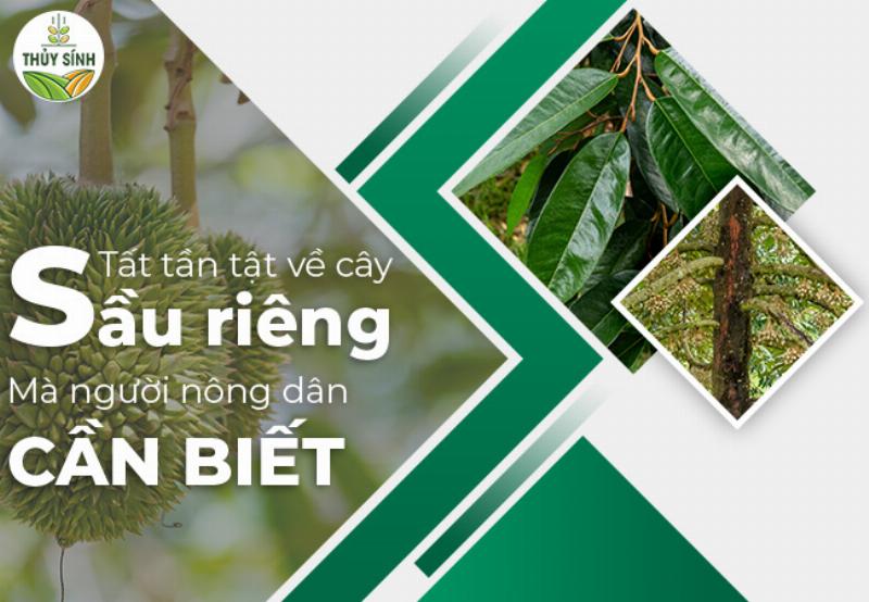 Đặc Điểm Cây Sầu Riêng