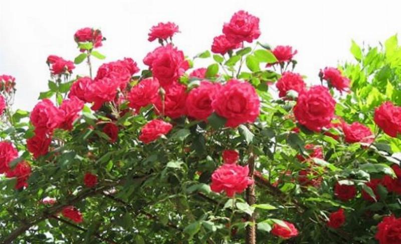 Hướng dẫn chăm sóc hồng cổ Hải Phòng