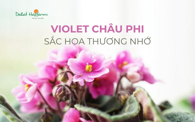 Chau hoa violet phi mau tim de thuong de ban hoac cua so