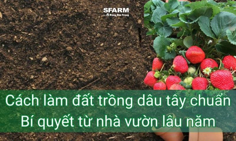 Cách chuẩn bị đất trồng tơi xốp, giàu dinh dưỡng cho hoa trong chậu và ngoài vườn