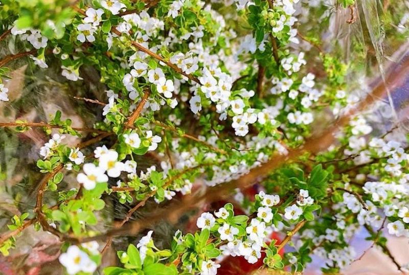 Hình ảnh cận cảnh cành tuyết mai, cho thấy rõ đặc điểm của hoa và lá, với những bông hoa trắng nhỏ li ti mọc trên cành khô.