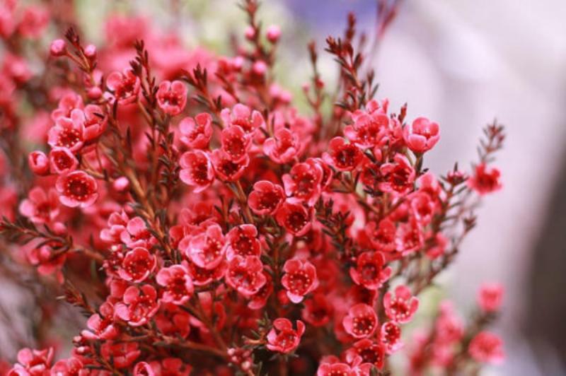 Đặc điểm hoa tươi cắm lâu