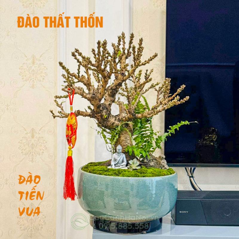 Hoa đào thất thốn trong trang trí Tết