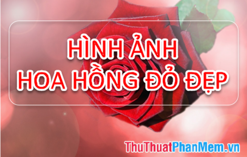 hoa-hong-do-bieu-tuong-tinh-yeu-nong-chay