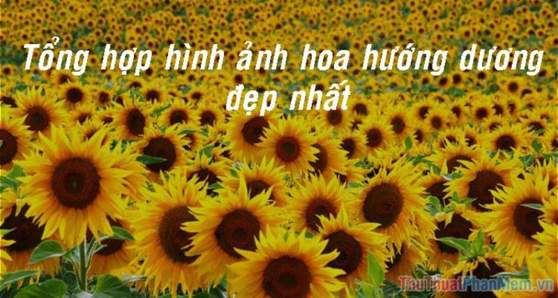 hoa-huong-duong-bieu-tuong-su-lac-quan-va-niem-tin
