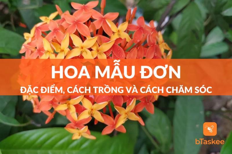Hoa Mẫu Đơn Đặc Điểm