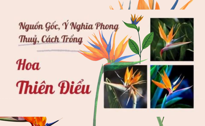 Bảo quản hoa thiên điểu