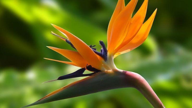 Đặc điểm hoa thiên điểu