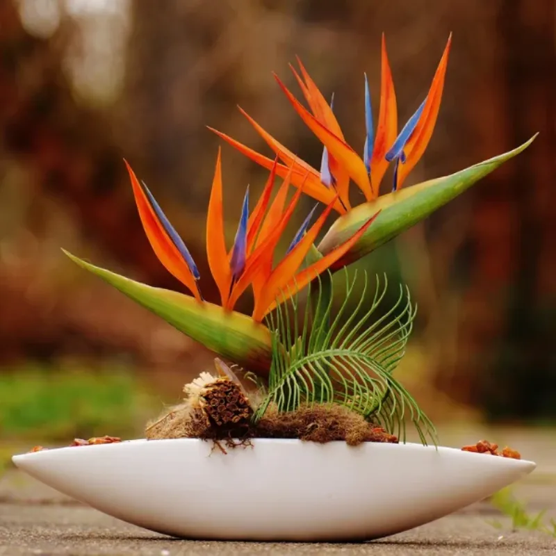 Kết hợp hoa thiên điểu với các loại hoa khác