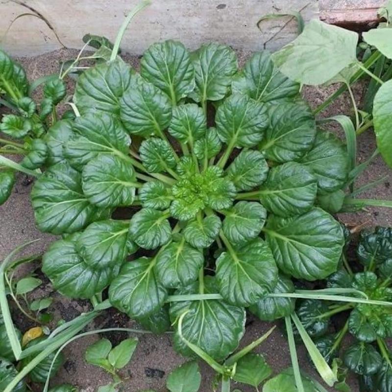 bo-hoa-tulip-dep-mat