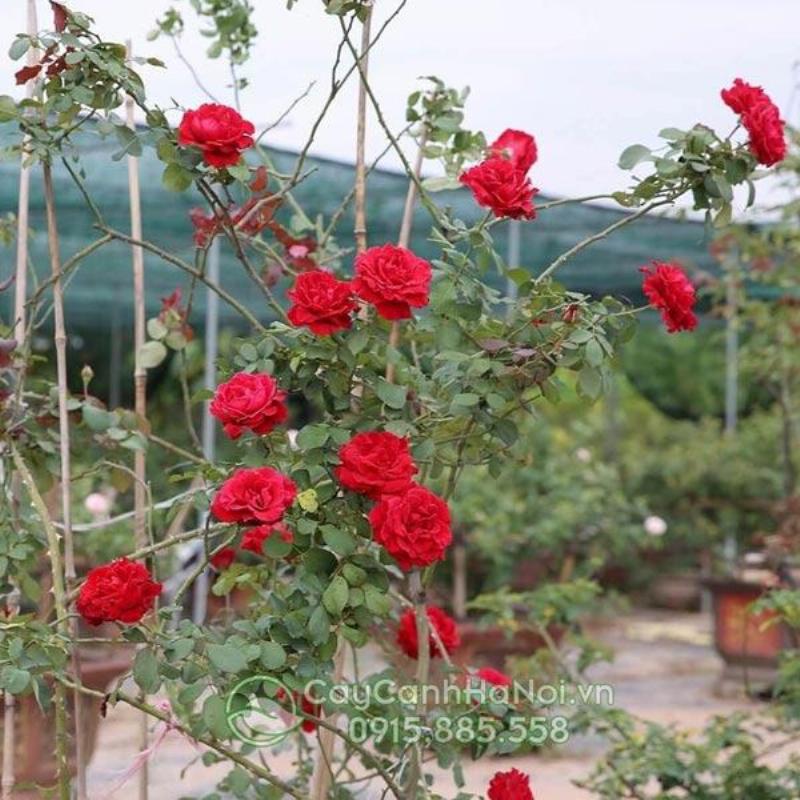 Hồng cổ Hải Phòng trong trang trí nội thất