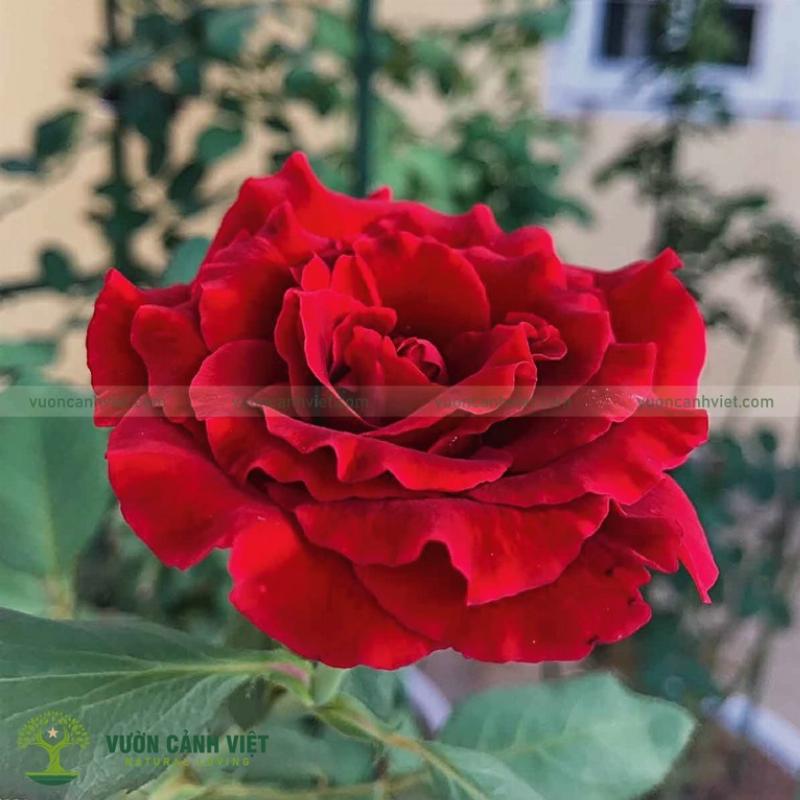 Hồng cổ Hải Phòng và tình yêu