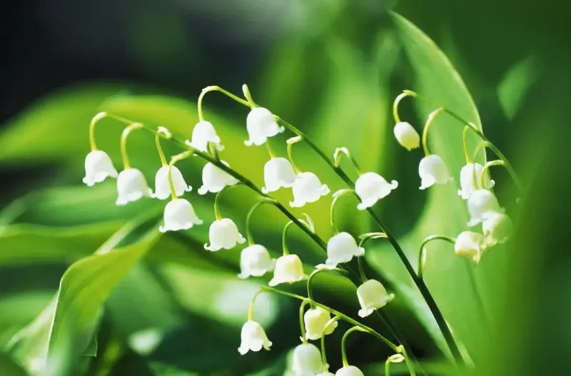 Lily of the valley kết hợp hoa khác