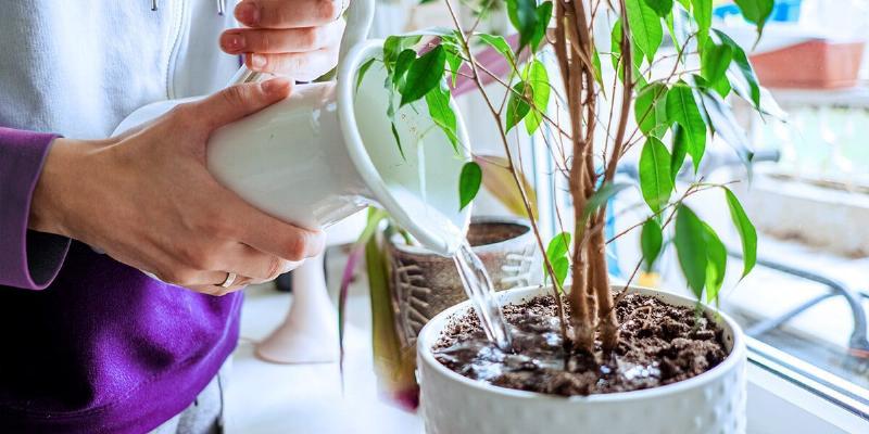Những lỗi thường gặp khi trồng hoa và cách nhận biết, khắc phục hiệu quả để có vườn hoa khỏe mạnh