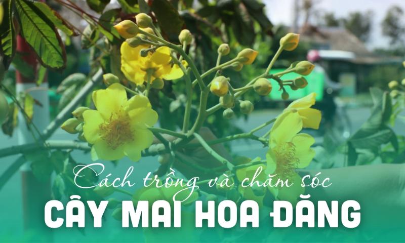 huong-dan-chon-va-bao-quan-mai-hoa-dang