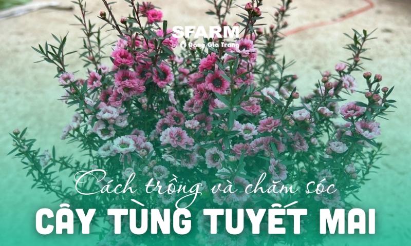 Phân loại hoa tùng tuyết mai