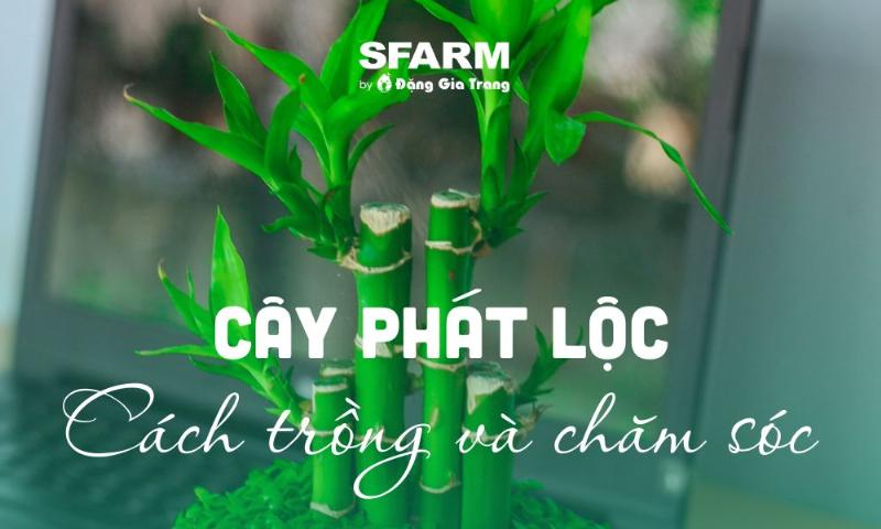 huong-dan-trong-cay-phat-loc