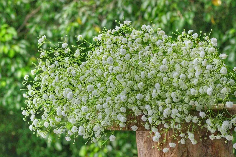Cành tuyết mai được sử dụng để trang trí bàn tiệc, tạo nên không gian sang trọng và tinh tế.