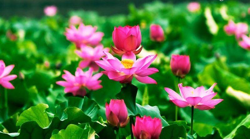 Ứng dụng của hoa sen trong đời sống