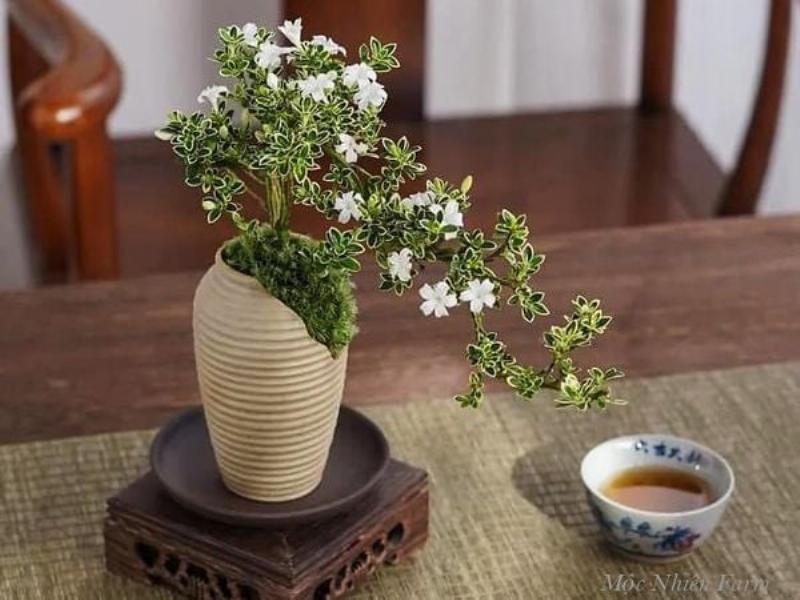 Hình ảnh cành tuyết mai trong bình gốm, thể hiện ý nghĩa về sự may mắn và thịnh vượng trong văn hóa phương Đông.