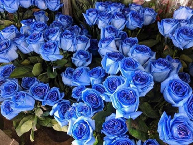 Ý nghĩa hoa hồng màu xanh dương được nhuộm