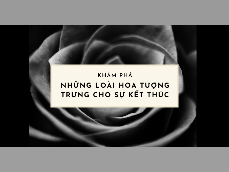 Ý nghĩa hoa lưu ly màu xanh dương tượng trưng cho sự lãng quên.