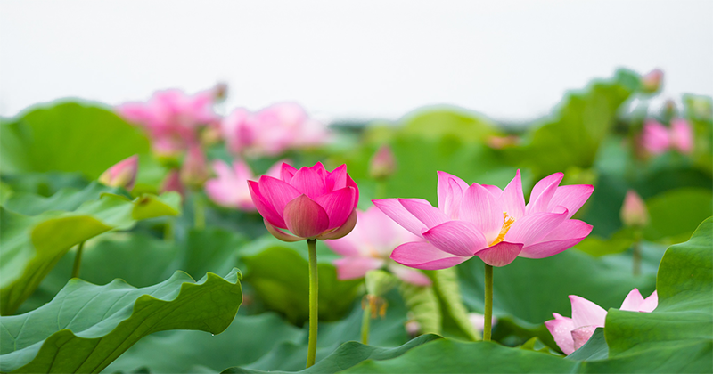 hoa-sen-phong-thuy