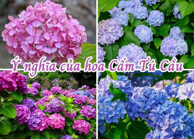 Ý nghĩa và ứng dụng của hoa cẩm tú cầu đẹp