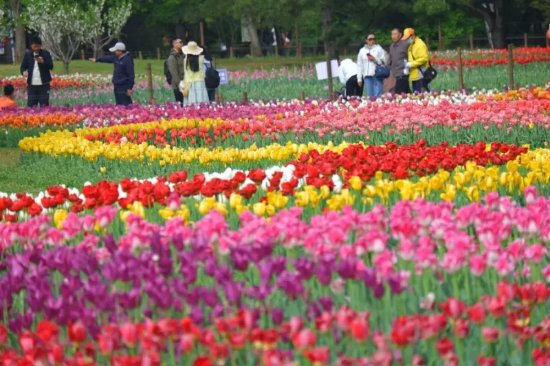 Anh hoa tulip dep giong don som mau vang tuoi voi canh hoa hinh chen don gian