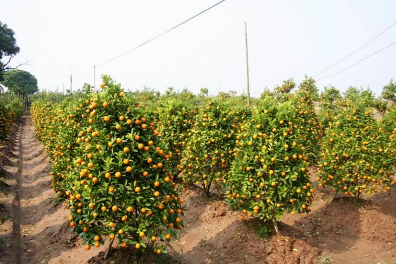 Các loại phân bón và cách bón phân cho cây quất trong chậu sau tết để cây ra hoa đậu quả
