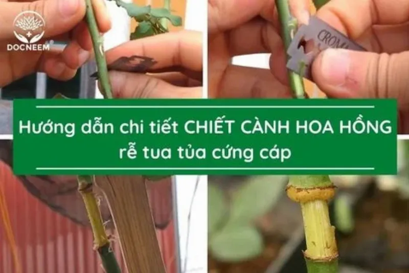 Cách bọc bầu chiết cành hoa hồng đúng kỹ thuật để rễ phát triển tốt