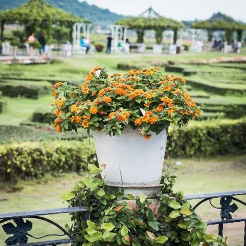 Bộ sưu tập các loại cây hoa chịu nắng tốt đang nở rộ trong vườn