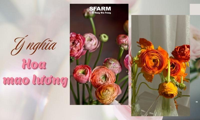 Các bước cơ bản để trồng và chăm sóc hoa mao lương trắng từ củ tại nhà.