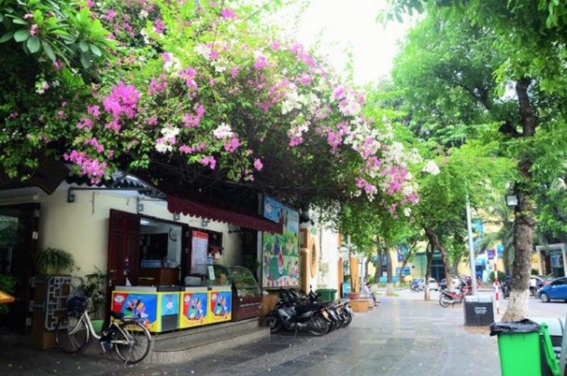 Cận cảnh một chậu hoa giấy màu hồng nở rộ dưới ánh nắng ban công