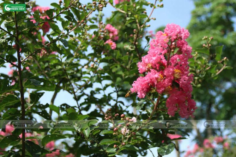 Người đang chọn cây hoa chịu nắng tốt tại vườn ươm cho ban công