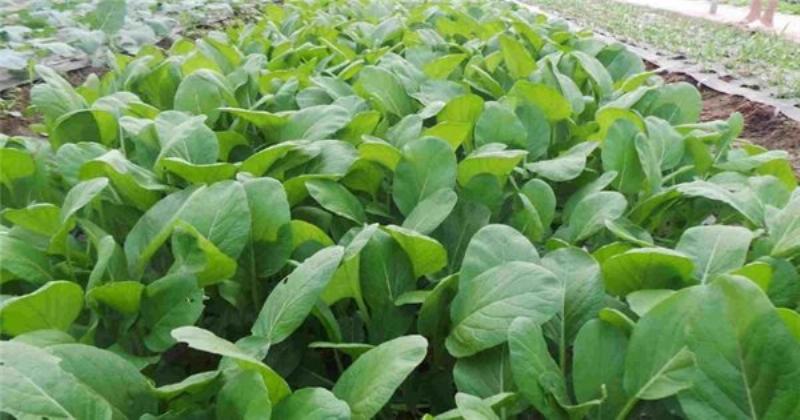 Hai luống cây minh họa sự khác biệt: Một luống cây xanh tốt, mập mạp trên nền đất tơi xốp, màu mỡ; một luống cây còi cọc, lá vàng trên nền đất khô cằn, bạc màu, nhấn mạnh tầm quan trọng của độ phì đất.