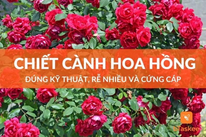 Dụng cụ cần thiết cho cách chiết hoa hồng thành công bao gồm dao sắc bầu đất dây buộc