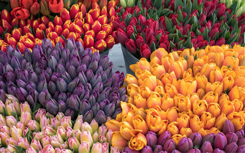 Cận cảnh một bông hoa tulip tím huyền bí, tượng trưng cho sự sang trọng, quý tộc và lòng ngưỡng mộ sâu sắc, thể hiện nét đẹp độc đáo của màu sắc này