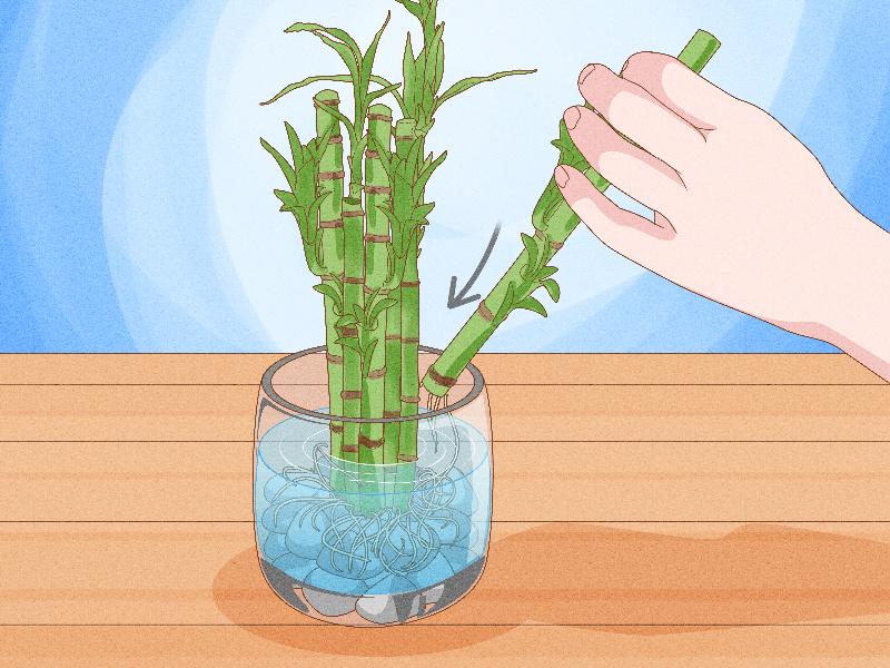 Một bàn tay nhẹ nhàng tách cây nha đam con có rễ ra khỏi cây mẹ, sẵn sàng trồng riêng