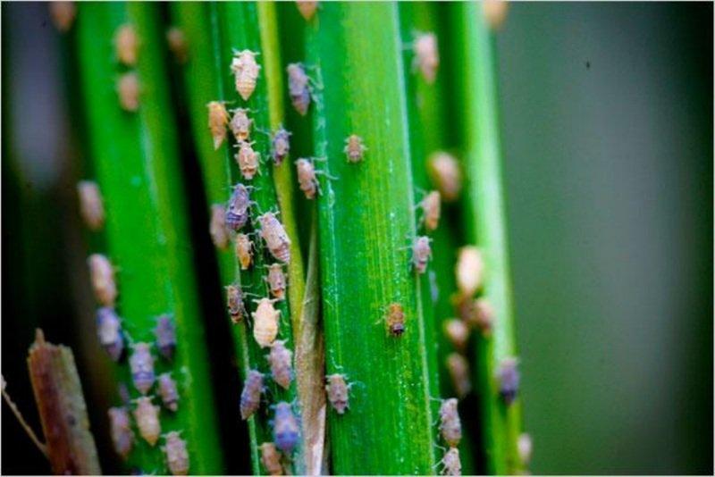 Nhận biết và phòng trừ sâu bệnh hại thường gặp trên cây quất sau tết hiệu quả