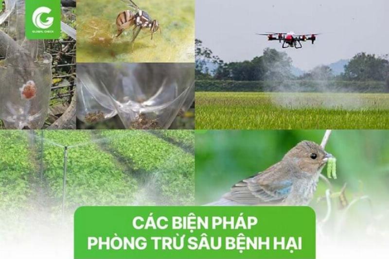phong-ngua-sau-benh-hai-cay-bi-do-bang-phuong-phap-tu-nhien