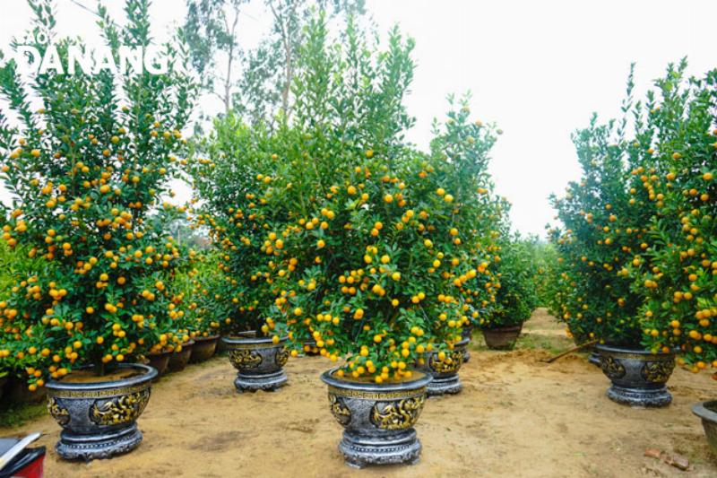 Bí quyết chăm sóc cây quất sau tết để cây ra hoa và đậu quả sum suê cho tết năm sau