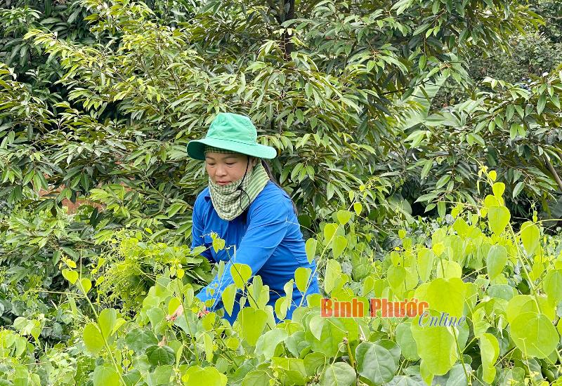 Rau bò khai mọc tự nhiên ở các vùng núi Việt Nam, cho thấy đặc điểm của cây